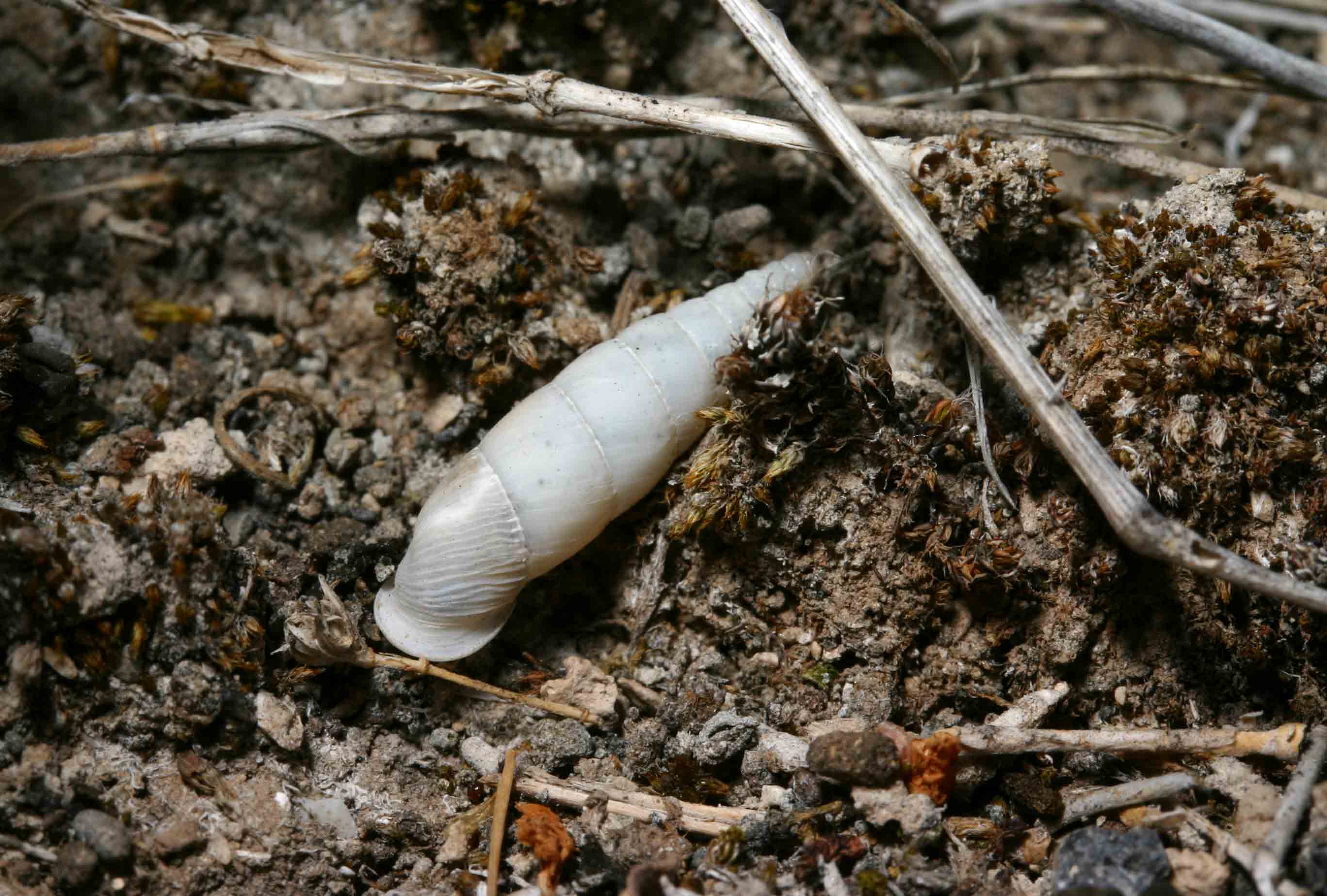 Leucostigma candidescens